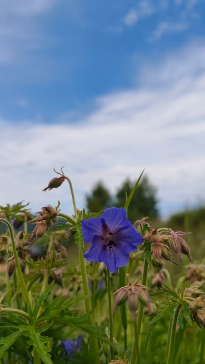 A single, vibrant purple flower stands out in a field of green foliage and unopened buds. The flower, with its delicate petals and dark center, is the clear focal point. In the background, blurred trees and a bright blue sky with scattered clouds suggest an outdoor, natural setting. The overall impression is one of serene natural beauty. The image does not provide any information about the city of Nikola, Russia.