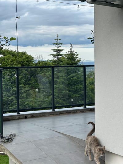 The image depicts an outdoor patio scene in Brestnik, Bulgaria. A grey tabby cat is stretching on grey tiled flooring adjacent to a white building exterior. Beyond a glass-paneled railing, there is a dense green forest visible. A tall, slender pine tree stands out against a cloudy sky. String lights are strung above the railing.