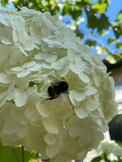 The image shows a close-up view of a large, white hydrangea flower cluster. A bumblebee, characterized by its black and yellow stripes, is actively feeding on one of the flower's petals. The background is blurred, showing hints of green foliage and a bright blue sky, suggesting an outdoor setting. The scene appears to be located in a garden or park. The specific location within Pletenyi Tashlyk, Ukraine, is not discernible from the visual information provided in the image.