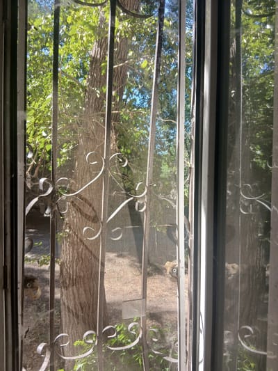 The image depicts a view through a screen door and a window into a backyard. A large tree trunk is prominently visible, partially obscured by the decorative metalwork of the screen door. The leaves of the tree, lush and green, are illuminated by sunlight, creating dappled shadows. In the background, a path or ground surface is visible, along with more greenery. The scene suggests a residential setting. The image does not provide specific information about the city of Shakhtinsk, Kazakhstan, or any people or actions taking place.