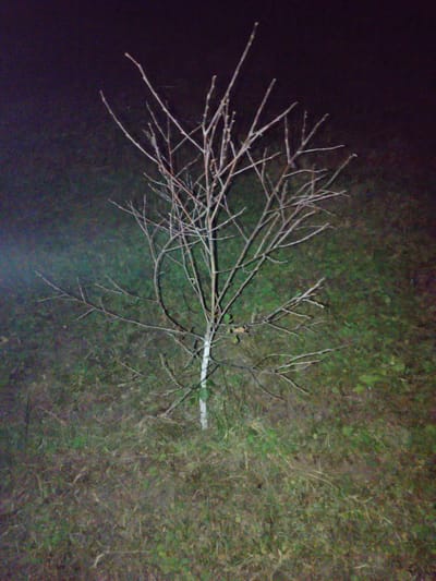 A young, deciduous tree with a white-painted trunk stands in a grassy, unpaved area. The tree is bare of leaves and its branches extend outwards in a sparse, intricate pattern. The ground is covered with dry grass and some green patches, suggesting a rural or undeveloped setting. The background is dark, indicating nighttime, with a faint glow of light emanating from the left side of the image, possibly from a flashlight or streetlamp. The overall impression is one of a solitary tree in a natural environment at night. The image does not provide any specific details that would indicate its location within the city of Rímac, Peru.