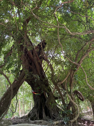 A large, ancient tree with thick, gnarled roots dominates the center of the frame. Its trunk is dark and weathered, with numerous branches extending outwards and upwards, some of which are entwined with thick, woody vines. Lush green foliage forms a dense canopy overhead, with dappled sunlight filtering through. A colorful cloth, tied with red, yellow, and green fabric, is wrapped around a section of the tree trunk. The ground beneath the tree is covered in fallen leaves, roots, and rocks. In the background, a dense forest with tall, slender trees can be seen, suggesting a natural, possibly tropical, environment. The location is identified as Khlong Thom Nuea, Thailand. There are no people visible in the image.