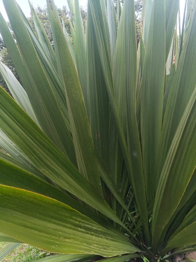 The image features a close-up of a New Zealand flax plant. The leaves are long, slender, and green, with subtle yellow edges. They grow in a dense cluster from the base, creating a fan-like arrangement. The foliage is dominant, filling most of the frame. A glimpse of a forest background is visible behind the leaves. The lighting is soft and natural, highlighting the textures of the plant.