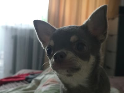 A close-up, low-angle shot captures a chihuahua with large, expressive eyes and prominent ears. The dog has dark grey fur with tan markings around its muzzle and eyes. Its gaze is directed slightly to the left of the camera. The background is blurred, showing sheer curtains with vertical pleats on the left and warmer-toned curtains on the right, suggesting an indoor setting. A portion of a bed with a patterned duvet is visible in the lower left quadrant. The lighting appears to be natural, coming from a window. The scene is consistent with an indoor residential environment in Murmansk, Russia, likely a bedroom or living area.