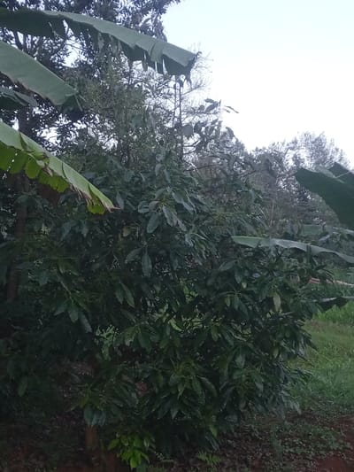The scene depicts a verdant outdoor environment in Kahuro, Kenya. A prominent, densely foliated tree, consistent with an avocado tree, occupies the central and right portions of the frame. It exhibits numerous dark green, ovate leaves and clusters of small, pale blossoms. In the upper left and mid-left, several large, partially torn banana leaves are visible, extending diagonally and partially obscuring the main tree. The ground beneath the central tree consists of reddish-brown soil with some leaf litter. To the right, a patch of green grass is present. In the background, additional trees with darker foliage are discernible. The sky in the upper right quadrant is bright and overcast. No individuals, animals, or specific man-made structures are observed within the frame.