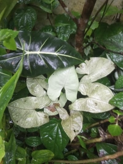 The image displays a close-up of dense, wet foliage located in Ura-Dozhi, Bhutan. A prominent dark green, ovate leaf with distinct light-colored veins occupies the upper left, exhibiting a glossy, wet surface. Below and to the right, a cluster of multiple pale green to whitish heart-shaped leaves are present, also appearing wet. Smaller, dark green, shiny leaves are interspersed throughout the frame. A brown, multi-branched stem or small tree trunk is visible vertically on the right side of the image. No individuals or active events are depicted.
