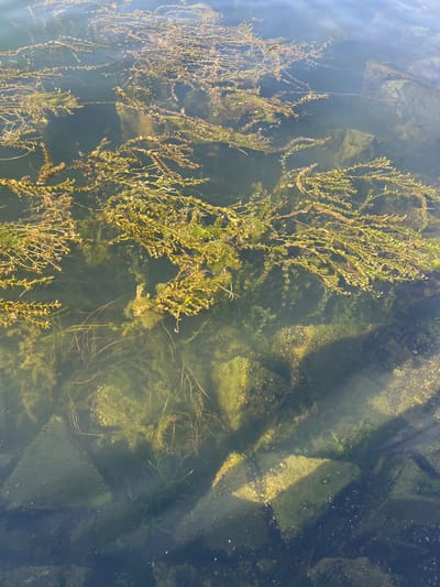The image depicts a view of submerged aquatic plants and rocks in clear water, likely a river or lake. The scene is characterized by an abundance of green and brown aquatic vegetation, with some plants appearing to be floating or growing from the bottom. Several rocks are visible beneath the surface, some of which are partially covered in algae. Sunlight penetrates the water, creating dappled patterns of light and shadow on the submerged objects. There are no people visible in the image.
The overall impression is one of a natural aquatic environment. The clarity of the water suggests it may be a clean and relatively shallow body of water. The presence of rocks indicates a natural riverbed or lake bottom. The time of day appears to be daytime, as indicated by the sunlight. There are no specific weather cues, but the sunlight suggests fair weather. No text is visible in the image. The setting is likely a natural water body.