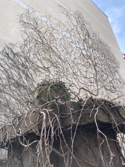 The image depicts an outdoor scene in Villeurbanne, France, captured from a low-angle perspective looking upwards. In the foreground, a rough, weathered grey concrete structure, possibly a pillar or a low wall section, is visible. Its top surface exhibits patches of green moss. Numerous leafless, brown vine tendrils are draped over and entwined around this concrete element. Behind and extending upward across the majority of the frame is a tall, light-beige or off-white building facade. This facade is extensively covered by a dense, intricate network of bare, dark-colored vines, creating a stark pattern against the wall. Subtle, vertical, light-colored lines, possibly architectural details or expansion joints, are discernible on the building surface beneath the vines. A segment of clear, light blue sky with minimal cloud cover occupies the upper right portion of the frame. No individuals or specific actions are observed.