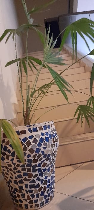 The image displays an indoor scene featuring a potted plant. The plant is a multi-stemmed fan palm with green, segmented leaves, situated within a tall, cylindrical pot. The pot is adorned with a mosaic pattern comprising irregularly shaped tiles in shades of blue, brown, grey, and white, set against white grout. The pot rests on a light-colored tiled floor. In the background, a light-colored staircase with visible treads and risers ascends towards the upper right. A plain, light-colored wall is visible to the left and behind the plant. A dark, rectangular opening or void is present in the upper right background, above the stairs. No people, animals, or distinctive identifying features specific to Ziwa La Ng'ombe ward, Kenya, are visible within the frame.