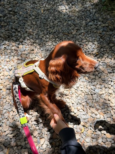 An Irish Setter dog with brown fur lies on a ground covered with gravel. The dog is wearing a white harness with yellow accents and a leash that is pink with a black and white patterned section. A person's hand with a silver ring on the ring finger is petting the dog's tail. The location is Suthep, Thailand. The scene is lit with bright sunlight casting shadows.