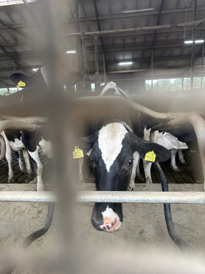 A head-on, medium shot captures a Holstein cow with black and white markings, its face filling the lower center of the frame. The cow has a white blaze on its forehead, extending down its nose to its muzzle, which is pink with black speckles. A yellow ear tag, visible on its right ear, displays the number "1943" in black. The cow appears to be in a barn, with other cows partially visible behind it. The environment is dusty, with the ceiling beams and lighting fixtures of the barn overhead. The foreground is blurred by a metal railing, suggesting the photo was taken from outside a pen or enclosure. The image is likely taken at a dairy farm in Wilhelminaoord, Netherlands, given its context.