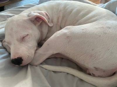 A white puppy is curled up and sleeping on a light gray blanket. The puppy is mostly white with a black nose and some scattered pink spots on its skin visible through its fur. Its eyes are closed, and its ears are perked slightly. The background consists of the wrinkled gray blanket and a hint of a striped fabric in the upper left corner. The lighting appears to be soft, suggesting it could be daytime, possibly indoors. The scene is peaceful and evokes a sense of comfort and rest. There is no visible text in the image.