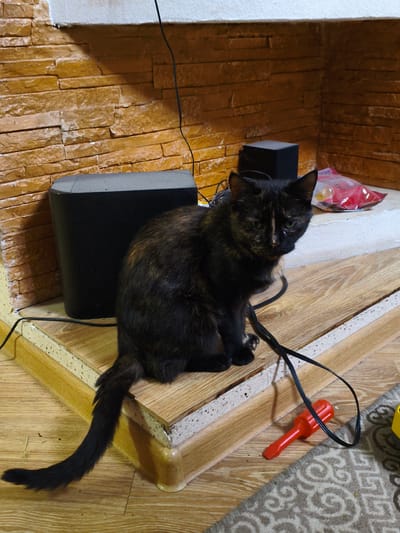 A tortoiseshell cat sits on a wooden platform next to a black speaker. The cat has black, brown, and orange fur and green eyes. The platform is elevated and has a wooden floor. Behind the cat, a brick wall with yellow and brown tones is visible. There are electrical cords and a red toy screwdriver on the floor. The scene appears to be indoors. No specific location in Kotovsk, Russia, can be determined from the image.