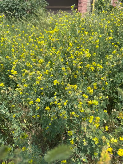 A dense field of small yellow flowers, likely alfalfa or a similar legume, fills the frame. The flowers are clustered on green, leafy stems that grow close together, creating a textured carpet of vegetation. Some of the plants appear taller and more wild, with grass-like seed heads interspersed among the blooming flowers. In the background, a blurred green bush is visible, and a hint of a brick building with a yellow pole suggests an urban or semi-urban setting. The overall impression is of a natural, uncultivated patch of flora within a developed area, possibly in or near the city of Қосшы, Kazakhstan. There are no people or animals visible in the image. The lighting suggests it is daytime, with some dappled sunlight on the plants.