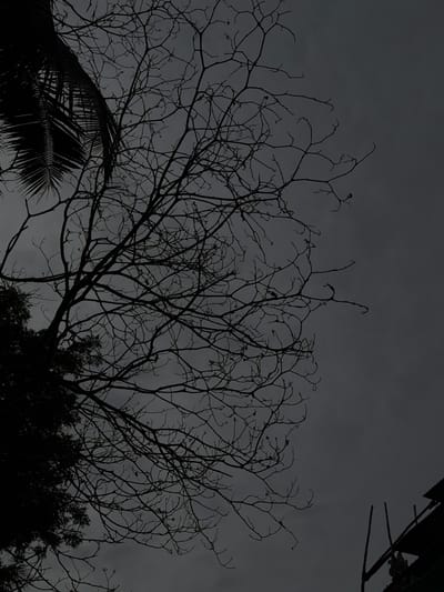 The image depicts a view of the sky through the bare branches of a tree, with a palm frond on the left and a section of a roof structure on the right. The scene is set in Thirumanancheri, India, and the overall atmosphere is dark and overcast, suggesting a cloudy or twilight sky. The tree branches are silhouetted against the sky, creating a stark and intricate pattern. There are no people visible in the image. The focus is on the natural elements and the man-made structure, presented in a monochrome, high-contrast aesthetic.