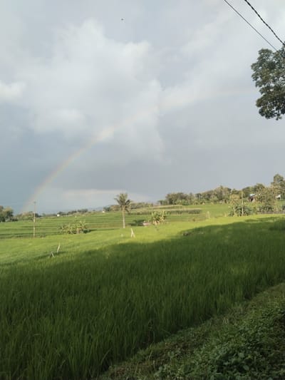 The image displays a serene rural landscape, likely in Sumberejo, Indonesia, featuring expansive green rice paddies under a dynamic sky. The foreground is dominated by vibrant green rice plants, stretching across the frame with visible rows and textures. Patches of light and shadow create depth across the fields, suggesting sunlight breaking through clouds. Scattered within the paddies are a few thin wooden stakes or supports.

In the midground, the rice fields continue, dotted with various trees, including a prominent, tall palm tree standing towards the right. Further back, denser clusters of trees and foliage line the landscape, leading to gently rolling hills or mountains in the distance. Small, indistinct structures or dwellings are faintly visible nestled among the trees on these distant hills.

The sky is partially overcast with a mix of light grey and white clouds. A distinct rainbow forms a broad arc across the left and central portion of the sky, its colorful bands visible against the cloud cover, indicating recent rainfall. A thin, dark utility pole with wires extends from the left side of the frame, with power lines running diagonally across the upper right corner, partially obscured by the foliage of a large tree on the far right. A tiny dark speck, possibly a bird, is visible against the clouds in the upper center.

The scene conveys a peaceful atmosphere, characteristic of agricultural regions. The presence of the rainbow suggests the time is either during or shortly after a rain shower, likely in the late afternoon given the quality of light and shadows. There is no visible text in the image.