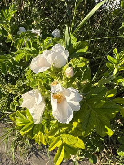 This media file is a close-up, high-angle, eye-level shot of several white roses blooming in a garden. The roses are in various stages of bloom, with some fully open and others still in bud. The petals are delicate and slightly translucent, with a hint of yellow in the center of the fully open flowers. The roses are surrounded by lush green foliage, with some leaves catching the sunlight and appearing bright yellow-green. The background is a mix of green grass, shadows, and a grayish, textured surface that might be a path or a wall.
The overall impression is one of natural beauty and tranquility. The lighting suggests it is daytime, with the sun casting distinct shadows, indicating a bright, possibly sunny day. The presence of blooming roses and vibrant green leaves points to a season of growth, likely spring or summer. The location context provided, "Dnp Ryzhiki, Russia," suggests an outdoor setting, possibly a suburban or rural garden area. There is no visible text in the image. The scene evokes a sense of peacefulness and appreciation for nature's simple elegance.