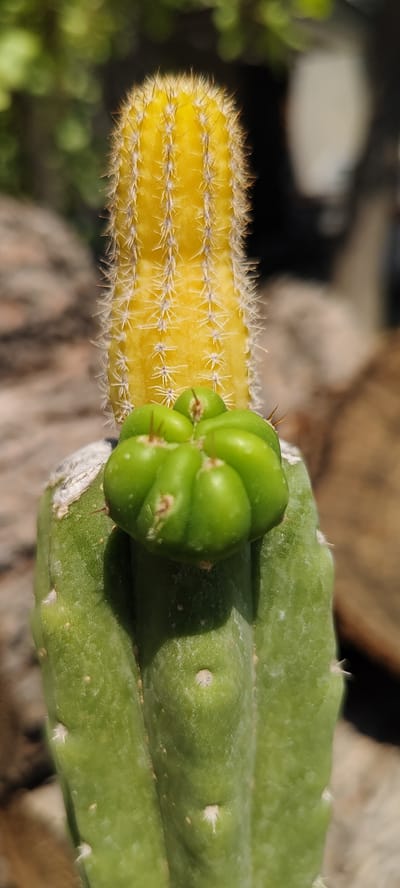 A close-up, vertical shot focuses on a cactus with a prominent green globular growth on its lower section and a tall, yellow, spiky segment extending upwards. The green growth is segmented and has a ribbed texture, with a few small brown spines. The yellow segment is covered in numerous fine, white spines arranged in vertical rows. The background is blurred, showing hints of natural elements like wood and green foliage, suggesting an outdoor setting. The lighting is bright, casting a natural glow on the cacti. There is no indication of the city of Namangan City, Uzbekistan in the image itself or any of the provided crops.