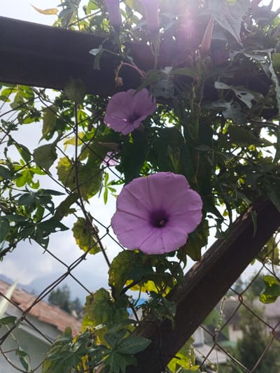 The image captures a close-up view of two vibrant purple, trumpet-shaped flowers blooming on a leafy green vine. The larger, fully open flower is prominently featured in the lower center, while another similar flower is visible further up and to the left. A third flower bud is partially visible near the top right. The flowers have a distinct radial pattern on their petals, with a darker purple center.

The vine wraps around and through a dark, sturdy metal beam or wooden structure that runs horizontally across the middle of the frame. Behind the vine and flowers, a wire mesh fence is discernible, serving as a support for the climbing plant. Many of the vine's leaves are green, but some show signs of insect damage, with visible holes.

The background reveals a bright, slightly hazy or overcast sky, suggesting it is daytime. Below the sky, faint outlines of distant residential buildings with terracotta-colored roofs can be seen, partially obscured by more foliage and the fence. Further in the distance, green hills or trees complete the landscape. A subtle lens flare is visible in the upper right portion of the image, indicating direct sunlight or bright light source.

The overall impression is one of natural beauty in a semi-urban or rural setting. There is no human activity or visible text. The scene conveys a sense of peace and growth, characteristic of the natural environment in Kainantu, Papua New Guinea.