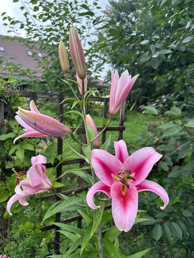 In Ромашкино, Russia, a close-up, eye-level shot captures several pink lilies in various stages of bloom. The foreground is dominated by a fully opened lily with vibrant pink petals that transition to a lighter pink towards the center, adorned with water droplets. To its left, another lily bud, partially opened and tilted, also shows water droplets. Further up the stem, two more closed buds, one predominantly green with pink tips and the other entirely pink, are visible, also glistening with water. The background reveals a wooden garden trellis, lush green foliage, and hints of a building's roof. The lighting suggests an overcast day, with soft, diffused light enhancing the dew-kissed appearance of the flowers.