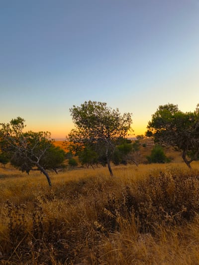 This is a photograph taken at sunset in a dry, grassy landscape with scattered pine trees. The sky displays a gradient of colors, transitioning from a pale blue at the top to a warm orange and yellow near the horizon, indicating the sun is setting. The foreground is dominated by tall, dry, golden-brown grass and some darker, dried vegetation.
Several pine trees are visible throughout the scene. Some have dark, gnarled trunks and branches, while others appear greener and fuller. In the middle ground, more trees and undulating hills covered in dry grass are present. In the far distance, a hint of urban development can be seen, with some buildings visible against the orange glow of the sunset, suggesting the location is near a populated area.
The overall mood is serene and natural, capturing the quiet beauty of a landscape at dusk. There are no people or specific objects of interest other than the natural elements. The time of day is clearly sunset, and the weather appears dry and calm, consistent with the arid appearance of the vegetation. The location context provided places this scene in Be'er-Sheva, Israel, which aligns with the dry, Mediterranean landscape. There is no visible text in the image.