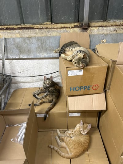 In Struma, Bulgaria, within a dimly lit storage area, three cats are observed resting on a stack of cardboard boxes. The largest tabby cat, positioned on top of a box labeled "HOPPE," is asleep with its head tucked into its body. Below it, a second tabby cat sits attentively on another box, its gaze directed towards the viewer. At the bottom, a ginger cat is curled up, seemingly asleep, nestled against another cat that is partially visible. The environment appears to be a warehouse or storage facility, with exposed pipes and corrugated metal walls. The boxes are varied in size and stacked haphazardly, suggesting a temporary or disused space.