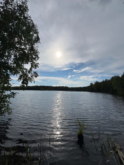 A wide, tranquil lake dominates the center of the image, reflecting the sky and surrounding trees. The sun, a bright orb, shines through a partly cloudy sky, casting a shimmering path of light across the water's surface. On the left, the dark silhouette of a leafy tree branches into the frame, its foliage dense and green. The far shore is lined with a dense, dark green forest of deciduous trees. In the foreground, along the lake's edge, tall grasses and a piece of driftwood are visible, partially submerged in the water. A small clump of vegetation sprouts from the water near the center foreground. The overall impression is one of serene natural beauty. The provided location, Нагорный, Russia, suggests a natural, perhaps rural or parkland setting.