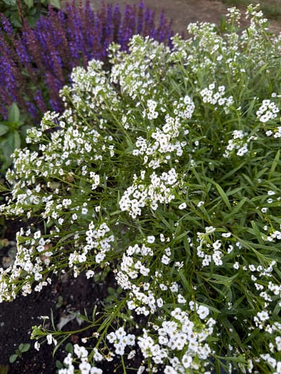 The media file is a close-up, top-down shot of a garden bed. The primary subjects are abundant clusters of small white flowers with delicate green foliage. These white flowers appear to be a low-growing ground cover, possibly sweet alyssum, with many individual blooms forming a cloud-like effect. Some of the leaves appear to be wet, suggesting recent rain or dew.
In the background, to the left and slightly out of focus, is a distinct row of deep purple flowers with a spiky, elongated bloom structure, likely a variety of salvia or lavender. The contrast between the white and purple flowers is striking. The soil is visible in patches, appearing dark and rich. The overall impression is one of a lush and vibrant garden.
The lighting suggests it is daytime, and the dew on the leaves hints at it being either early morning or after a rain shower. There are no people or objects other than the plants and soil visible. No text is present in the image. The location context is Sukhodol, Russia, which implies a temperate climate where such garden flora would thrive. The scene evokes a sense of natural beauty and tranquility.