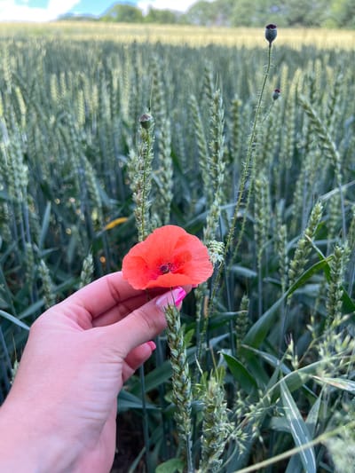 In Bolechowice, Poland, a hand with bright pink fingernail polish delicately holds a vibrant red poppy flower amidst a field of green wheat stalks. The poppy, positioned in the foreground, is in full bloom, showcasing its delicate petals. The wheat field stretches into the background, with some stalks appearing more developed and others still green. The sky above is a pale blue with hints of clouds. The scene captures a serene moment in nature, highlighting the contrast between the vivid poppy and the verdant wheat.
