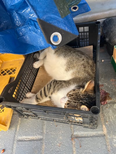 A tabby and white cat is sleeping in a black plastic crate. The crate is partially covered by a blue tarp. The crate is sitting on a gray paved surface, possibly a sidewalk or patio, with some debris scattered around. There is a yellow plastic container to the left of the crate, and a black cylindrical object to the right, possibly a trash can. A small pile of what appears to be raw meat is next to the crate on the right. The scene is outdoors, and judging by the Mediterranean-style paving and the blue tarp, it is likely a location in the town of Potos, Greece, possibly a storage area or a workshop.