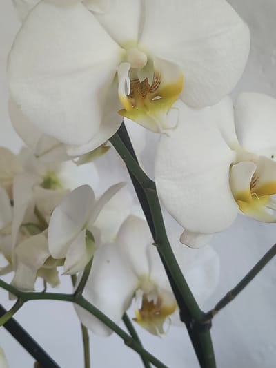 A close-up photograph captures a cluster of white orchids with yellow and brown accents in their centers. The flowers are arranged on green stems against a plain, light-colored background, possibly a wall. The lighting is soft, highlighting the delicate texture of the petals. There are no people or signs of activity depicted. The image provides no information about its location in Oberviechtach, Germany, or any other specific geographical context.