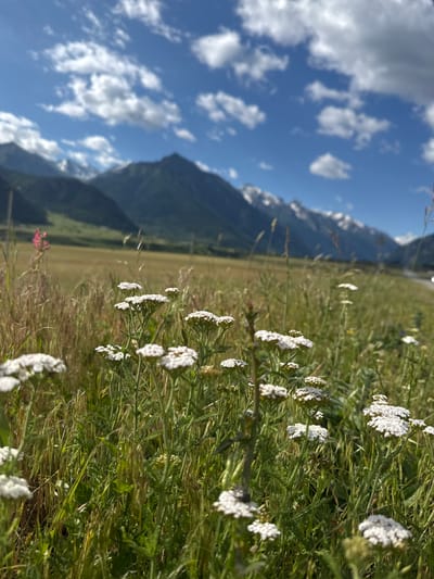In the foreground of this vertical, slightly tilted, outdoor, daytime, natural light photograph, white yarrow flowers bloom in a field of green and dry grasses. A single pink flower stands out in the mid-ground to the left. In the background, hazy, green mountains with snow-capped peaks are visible under a bright blue sky with scattered white clouds. The scene suggests a rural or mountainous area, possibly in a location like Верхне-Тебердинское сельское поселение, Russia, given the landscape features. There are no people or animals visible in the image, and no specific actions or interactions are depicted. The overall impression is one of a serene natural landscape.