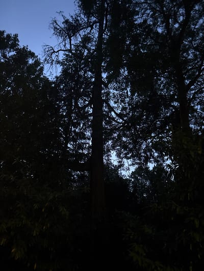 The image depicts a view looking up through silhouetted trees against a twilight sky. The sky is a deep blue, transitioning to a lighter shade towards the horizon. Dense foliage and branches of various trees obscure much of the sky, creating a dark canopy. The lighting suggests it is dusk or early dawn. There are no people or animals visible in the image. The environment appears to be a natural setting, possibly a park or woodland area. The image does not contain any recognizable landmarks or features that would allow for precise identification of a location within Chelmsford, United Kingdom.