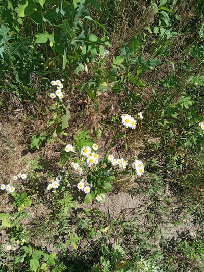This is a high-angle, full-shot image of a patch of ground with vegetation and daisies in Bohodukhiv, Ukraine. The scene is an outdoor, natural environment with dry brown grass and soil dominant in the foreground and mid-ground. Several small white daisies with yellow centers are scattered throughout the image, with a denser cluster of them towards the bottom center. Lush green foliage, including broad leaves and thin, tall stalks, frames the scene and partially obscures the ground. Some of the green plants appear to be weeds or wild growth. Sunlight casts shadows, indicating a bright, daytime setting. There are no people or man-made objects visible in the image.