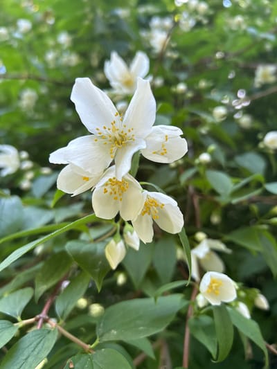The image shows a close-up of white jasmine flowers with yellow stamens against a blurred green leafy background. The focus is on a cluster of open flowers and some unopened buds. The lighting suggests it is daytime, possibly with dappled sunlight. The scene is natural and outdoors, likely a garden or park setting. The specific location in Tczew, Poland, cannot be determined from the image alone. There are no people or actions depicted.