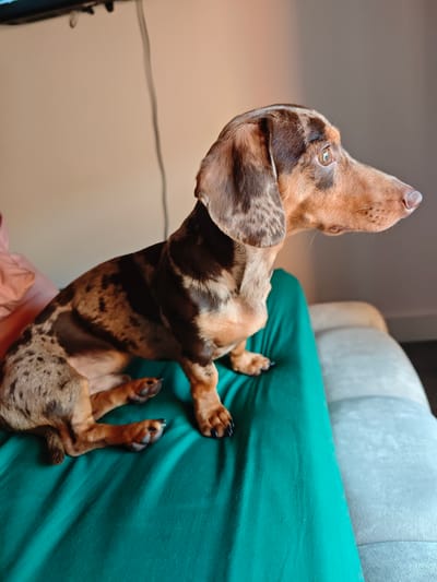 A dapple dachshund is sitting on a green blanket. The dog is facing to the right and looking out of frame. The dog has brown and black spots on its fur. It is sitting on a couch in a living room. There is a TV on the wall behind the dog. The room is lit by natural light from a window. The location of Locking Parklands, United Kingdom is not identifiable from the image.