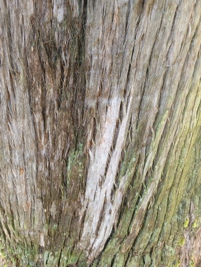 This close-up image captures the textured bark of a tree, likely in Burauen, Philippines. The primary subject is the tree bark itself, exhibiting a rugged and fibrous surface. No people or specific objects are visible.
The bark displays a dominant pattern of vertical and slightly diagonal strips or strands, suggesting a shaggy or peeling texture. These strips vary in width and depth, creating prominent ridges and fissures. The color palette consists mainly of muted browns and grays, with lighter, almost silvery-white tones appearing on some of the raised strips, particularly in the central and right portions of the image. Interspersed throughout the bark, especially towards the bottom and right edges, are patches of vibrant green moss and lichen, indicating moisture and possibly an older tree.
The lighting appears natural and highlights the intricate textures and variations in depth of the bark. There are no clear indications of the time of day or specific weather, but the natural light suggests daytime. No activity or event is taking place, as the image is a static portrait of the tree's surface. There is no visible text.