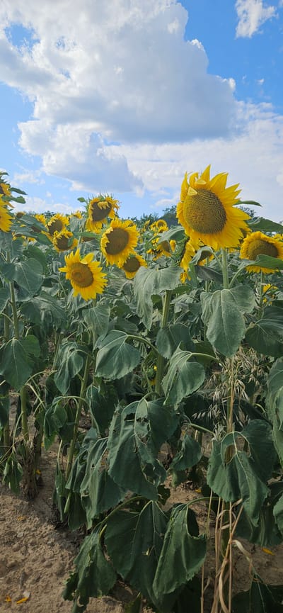 An outdoor, vertical, eye-level, medium shot captures a field of sunflowers under a partly cloudy, blue sky. The sunflowers, with their large, yellow petals and brown centers, fill the frame, with many in the foreground appearing slightly wilted and drooping. Their thick, green stalks and large, veined leaves are prominent. The ground beneath the sunflowers is dry and sandy. In the background, more sunflowers extend into the distance, and a faint line of trees is visible at the horizon. The scene is likely in Cserszegtomaj, Hungary, a region known for its sunflower fields.