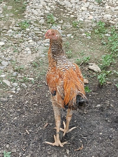 A medium shot captures a rooster standing on dark, dry earth in Cempeudak, Indonesia. The rooster, primarily brown and black with lighter speckled feathers on its neck, faces away from the camera, its head turned to the left. Its legs are a pale yellow, and its feet are spread slightly. The ground is covered with dirt, small stones, and sparse green vegetation. In the background, larger stones and more greenery create a textured, natural landscape. The lighting suggests it is daytime, with no specific shadows indicating the sun's precise position.