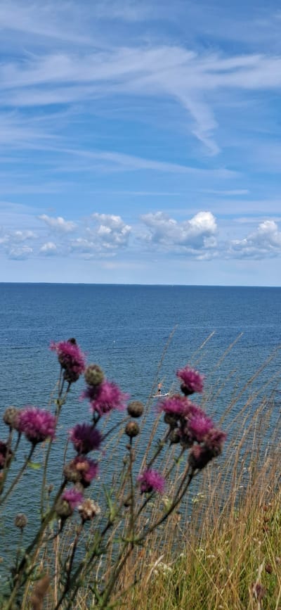 In Panga, Estonia, on a sunny day, the foreground of the image is filled with blooming purple thistle flowers and dried grass. The middle ground features a person standing on a paddleboard in a vast expanse of calm blue ocean. The background is a clear blue sky with scattered white clouds.