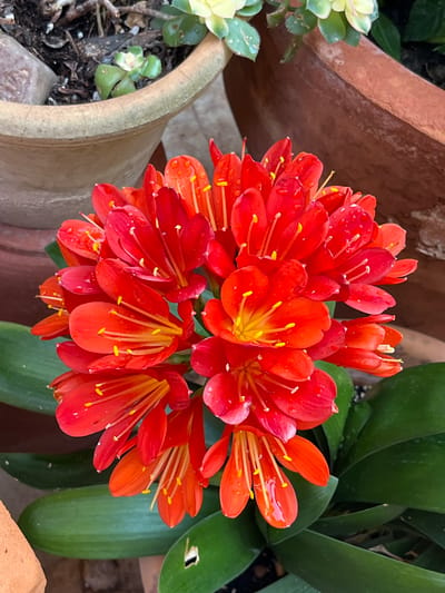 A close-up image displays a vibrant cluster of red-orange Clivia miniata flowers, likely captured in Fornalutx, Spain. The spherical flower cluster occupies the central and lower right portions of the frame, emerging from broad, dark green leaves visible at the bottom. Each individual flower features elongated red-orange petals and prominent yellow stamens. Numerous small water droplets are visible on the petals, indicating recent watering or rainfall. In the background, out of focus, are two terracotta-colored ceramic pots containing soil and other foliage, including a small succulent-like plant with light green leaves. The overall scene suggests a potted plant display on a patio or garden setting.