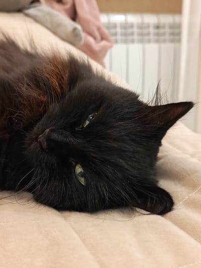 A black cat with green eyes lies on a light-colored, quilted surface. The cat's head is tilted, with its left ear pointed upwards and its right ear partially obscured. The cat's fur appears to be long and somewhat disheveled, with hints of reddish-brown tones mixed with the black, particularly around its neck. The background is out of focus, showing a white radiator with vertical elements and a hint of pink fabric. The image was taken indoors, likely in a residential setting. There is no information to suggest the location in Kalmykovo, Russia.