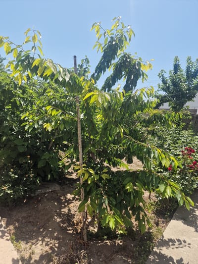 The image depicts a garden scene on a sunny day in Nor Kharberd, Armenia. In the foreground, a young tree with thin, light-colored bark is supported by a wooden stake. The tree has numerous green leaves, some of which are yellowing, and its branches extend outwards. Behind this tree, a dense cluster of dark green bushes forms a significant portion of the middle ground. To the right of the young tree, several red roses are visible among the greenery. The ground is a mix of dry soil and patches of green vegetation, with shadows cast by the trees and bushes. In the background, other trees and a white building are partially visible. The sky is clear and blue.