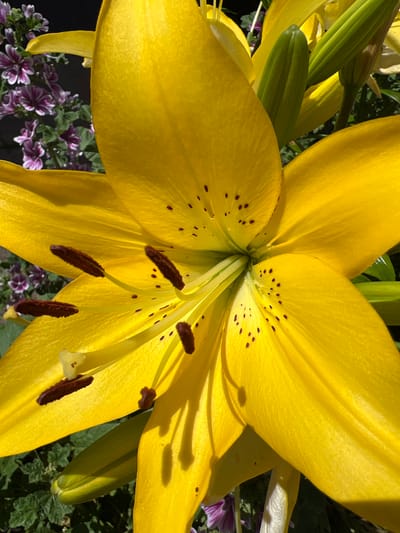 This media file is a close-up, high-angle shot of a bright yellow lily in full bloom. The flower dominates the frame, its large, trumpet-shaped petals spread wide, revealing the stamen and pistil at its center. The petals are a vibrant yellow, some showing delicate brown speckles, and are slightly textured. Sunlight casts shadows across the petals, suggesting it's daytime.
In the background, out of focus, are other elements of the garden setting. To the lower left and right, there are glimpses of smaller, purple and white flowers, possibly petunias or geraniums, adding a contrasting splash of color. Green lily buds and stems are visible on the left side of the frame, indicating that other parts of the plant are still developing. The overall impression is one of a sunny day in a garden, showcasing the beauty and detail of the lily. The location context is Novaya Adygeya, Russia. There is no visible text in the image.