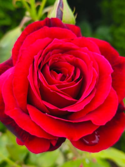 A close-up, vertical, outdoor shot features a vibrant, fully bloomed red rose. The rose is the primary subject, occupying most of the frame, with its petals unfurling in a spiral pattern. Some petals have a slightly darker, almost blackish hue at their edges, and a few tiny water droplets are visible on the lower petals. In the background, out of focus, are green foliage and a pale green rose bud. The overall lighting is soft and natural. The image does not contain any elements that would allow for the determination of a specific location in Nevinnomyssk, Russia, or any other geographical location.