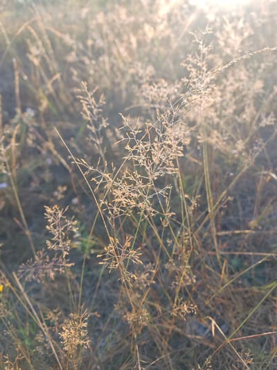 This is a close-up, low-angle outdoor photograph of dry grass and seed heads illuminated by soft, hazy sunlight. The focus is on the delicate, intricate structures of the plants, with many of the seed heads appearing to have dew drops or small particles clinging to them. The background is blurred and out of focus, creating a bokeh effect with soft, circular highlights, suggesting a natural, outdoor environment. The overall impression is one of gentle, natural light filtering through dry vegetation. The location of Глыбаўскі сельскі Савет, Belarus, is consistent with this type of rural, grassy landscape.