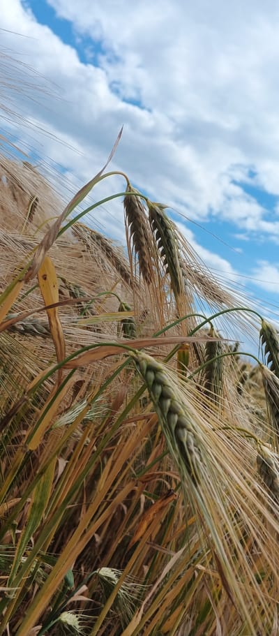 This is a close-up, low-angle, vertical shot of a field of barley under a cloudy blue sky. The barley stalks are in various stages of ripeness, with some still green and others golden brown and dry. The foreground is dominated by a few prominent barley heads, one of which is in sharp focus and shows the individual grains and long awns. The background shows more of the barley field extending into the distance, with the sky visible above. The image was taken in Mala Smilianka, Ukraine. There are no people or animals present in the image. The environment is rural and agricultural.
