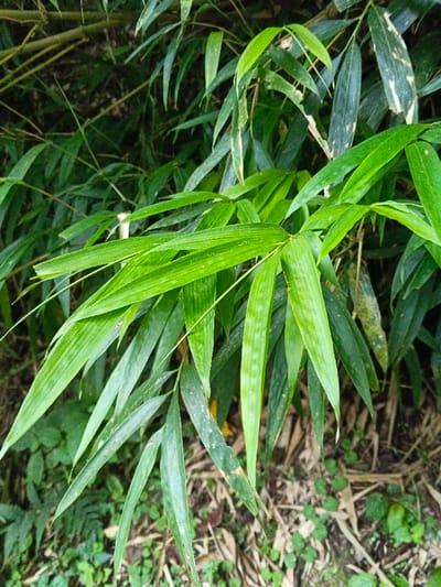 The scene depicts a dense cluster of bamboo foliage in Anouvong District, Laos. The foreground is dominated by vibrant green bamboo leaves, some exhibiting lighter streaks, minor discolorations, or small pale spots. These leaves vary in orientation and overlap, forming a layered canopy. Behind the primary leaves, additional bamboo leaves and slender stalks are visible, recedding into a darker, more obscured background. The lower portion of the image reveals the ground covered with a mix of dried, light brown leaves and small patches of green undergrowth. No individuals, deliberate actions, or direct interactions are observed. The environment is consistent with a natural, vegetated area.
