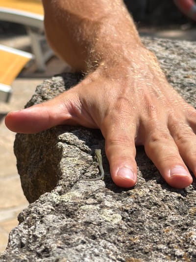 A person's hand rests on a large, rough-textured rock, with a tiny lizard perched on its surface. The hand is tanned and covered in short, light-colored hairs, with fingernails visible on each finger and thumb. The lizard, small and green with a dark stripe, is positioned in the lower left quadrant of the image, near the thumb of the hand. The rock is predominantly grey and appears weathered, with some greenish lichen-like growth. In the blurred background, a portion of a lounge chair with an orange cushion is visible, suggesting an outdoor, possibly recreational, setting. The lighting indicates a sunny day, casting subtle shadows and highlighting the textures of the rock and skin. The overall scene captures a moment of close proximity between a human and a small reptile in a natural or semi-natural environment. While the precise location within Sassofortino, Italy, cannot be determined from the image alone, the context suggests a place where such geological formations and wildlife are present.