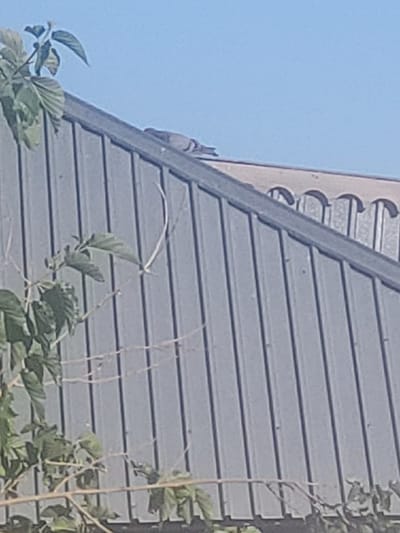 A close-up, horizontal shot focuses on a grey, ribbed rooftop under a clear blue sky. A dark grey bird is perched on the edge of the roof, facing left. Lush green leaves and thin branches of a plant are visible in the foreground and right side of the image, partially obscuring the roof. The sunlight suggests it is daytime. The scene appears to be an outdoor setting, possibly a residential area. No text is visible in the image.